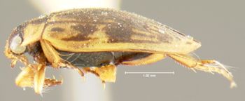 Media type: image;   Entomology 23932 Aspect: habitus lateral view